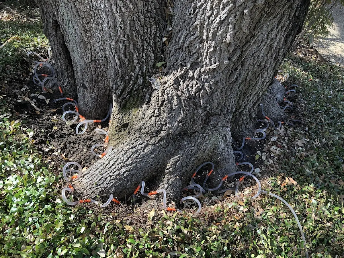 Detailed Tree Cabling and Bracing job site in Lincoln